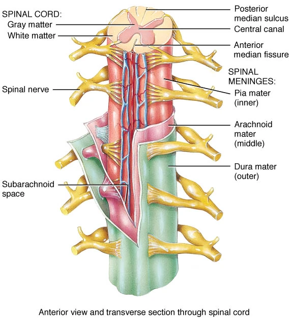 Spinal cord lumbar spine picture