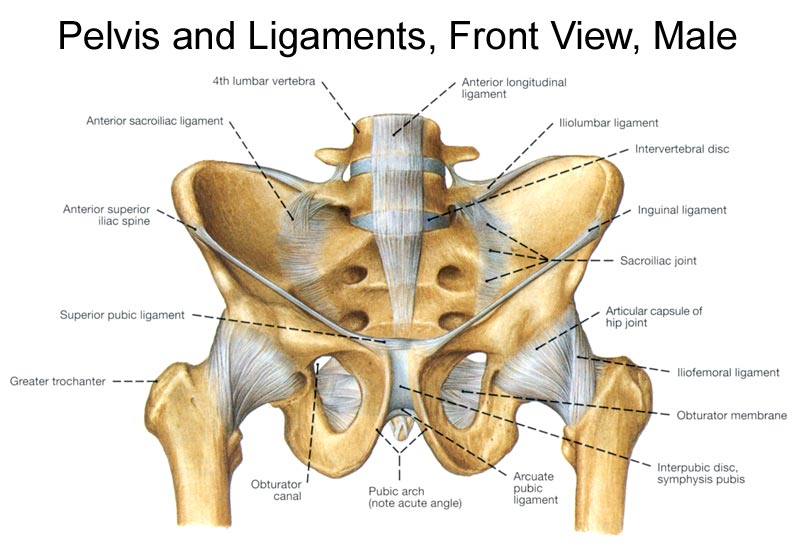 Joint:Pelvis:Pubic symphysis | RANZCRPart1 Wiki | FANDOM powered by Wikia