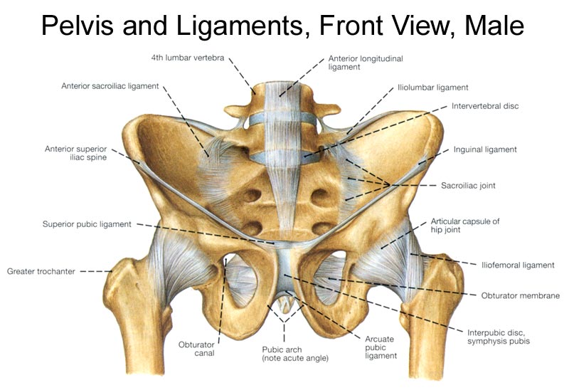 Joint:Pelvis:Pubic symphysis | RANZCRPart1 Wiki | FANDOM powered by Wikia