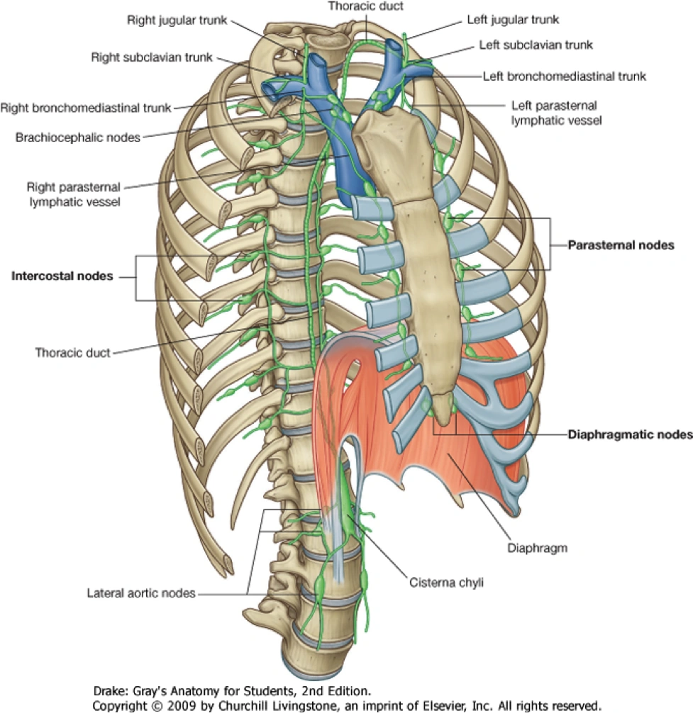 ThoraxLymphaticsIntrathoracic nodal groups RANZCRPart1 Wiki