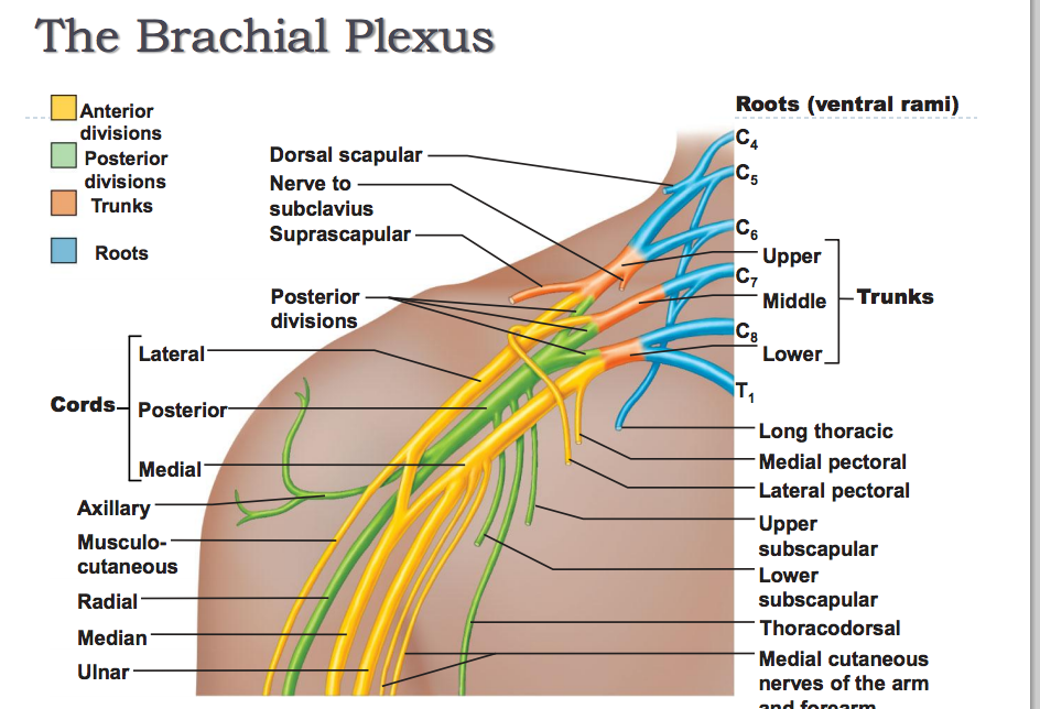 brachial plexus nerves
