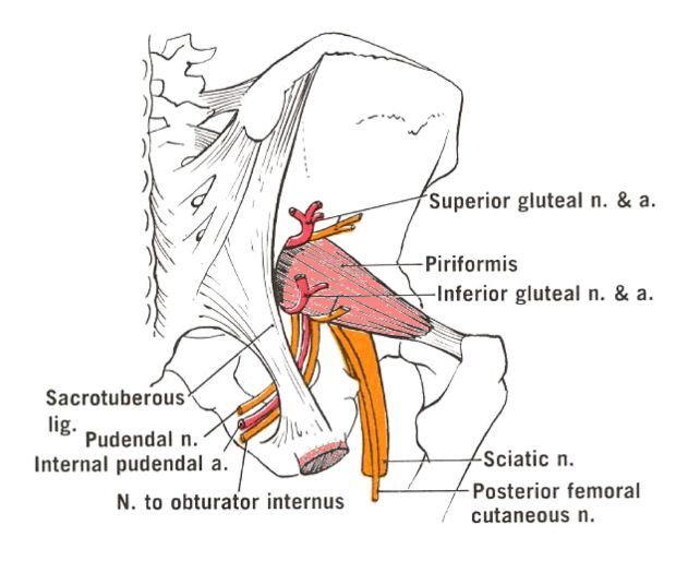 What Passes Through Greater And Lesser Sciatic Foramen