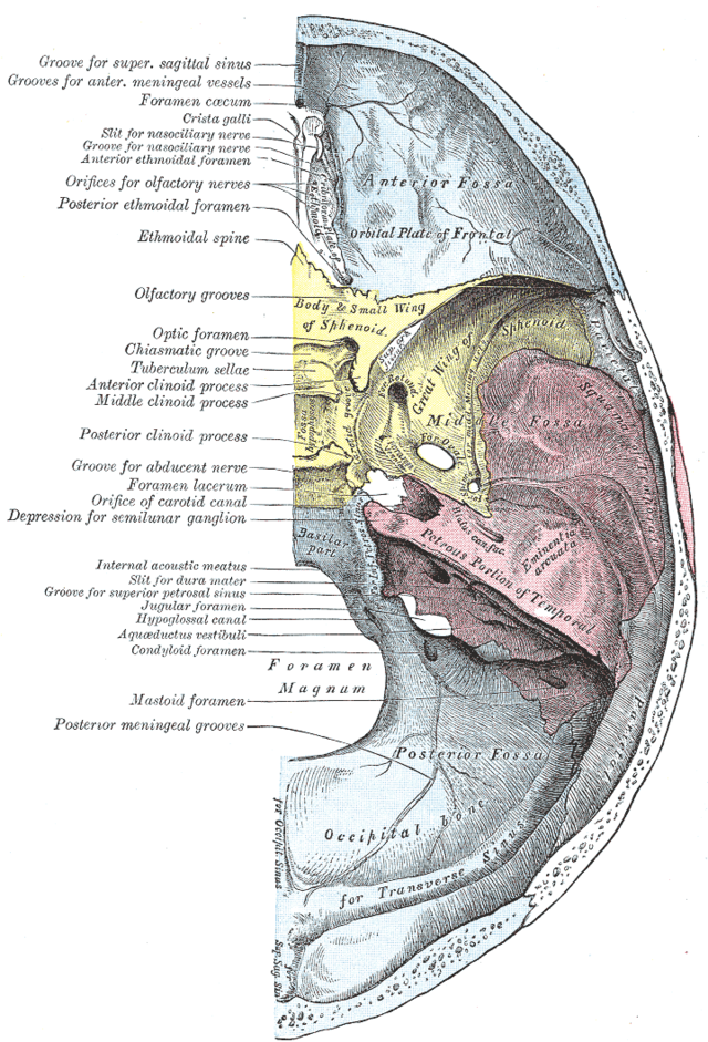 intracranial cavity extra axial anterior cranial fossa ethmoid cranial cavity