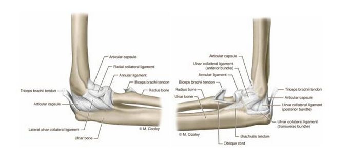 Bone:Clavicle, scapula and humerus:Attachments of ... elbow ucl diagram 