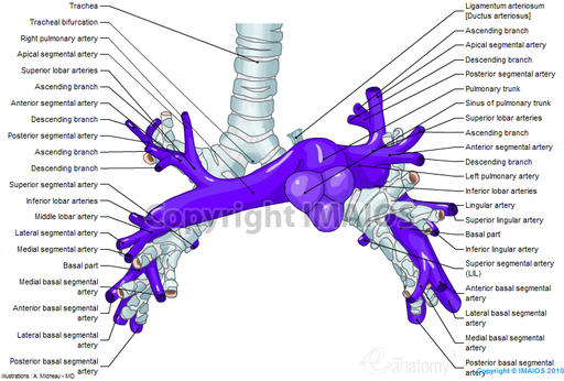 Thorax:Arterial structure:Pulmonary arteries | RANZCRPart1 Wiki | Fandom