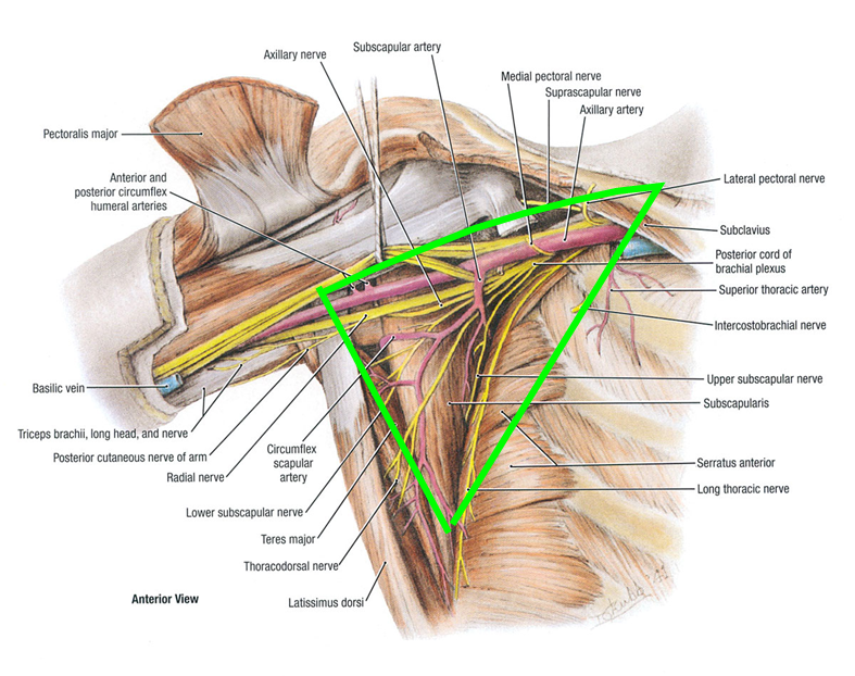 regions-anterior-axilla-contents-ranzcrpart1-wiki-fandom-powered-by-wikia