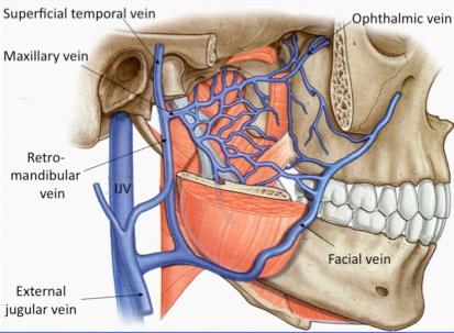 Deep facial vein