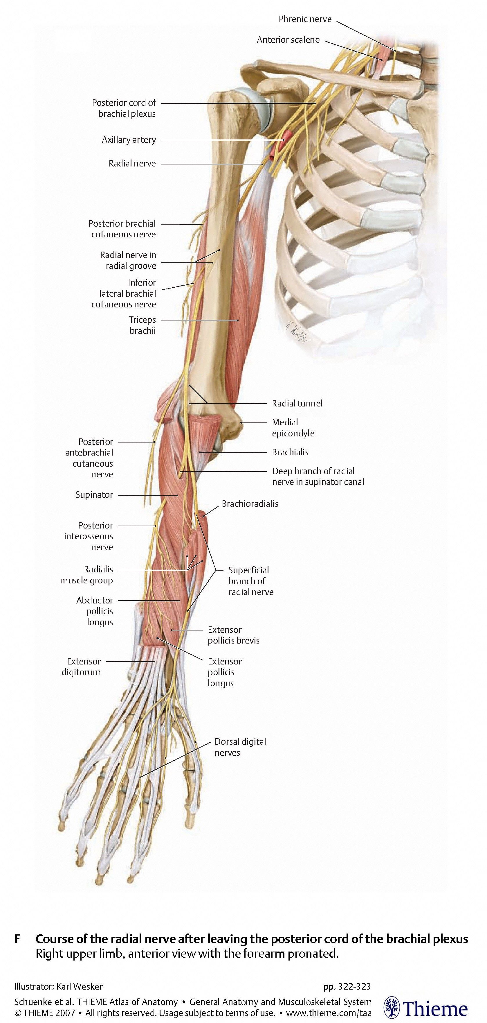 essential anatomy nerves
