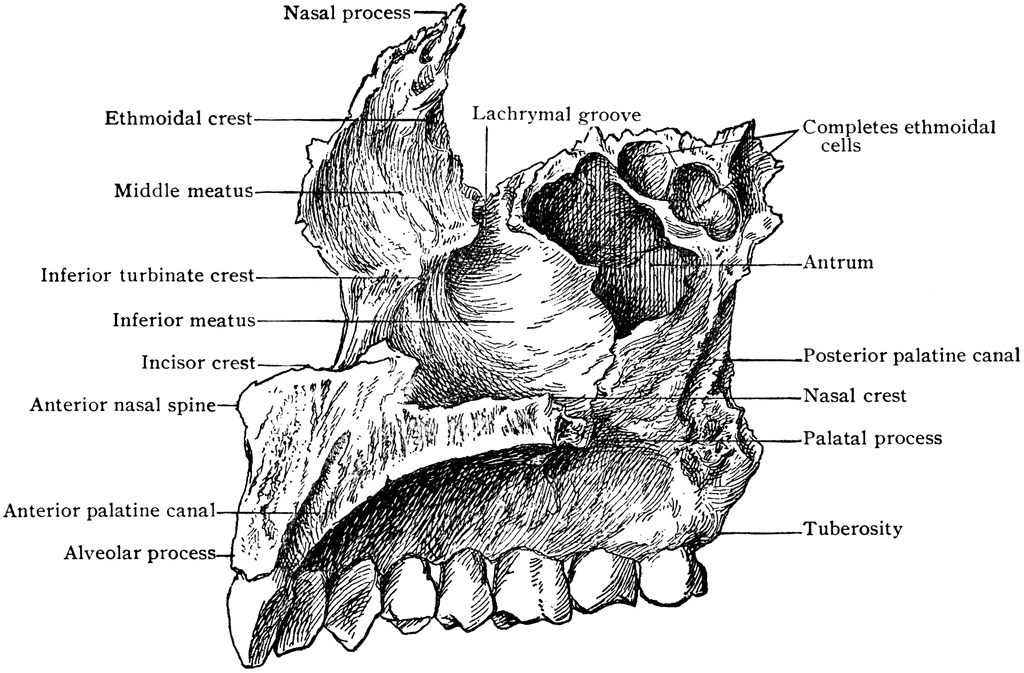 Facial bones:Maxilla | RANZCRPart1 Wiki | Fandom