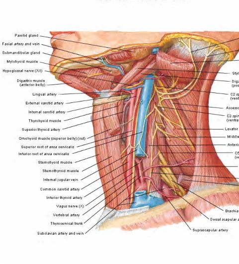 Vessels/nerves of the neck:Internal jugular vein and its ...