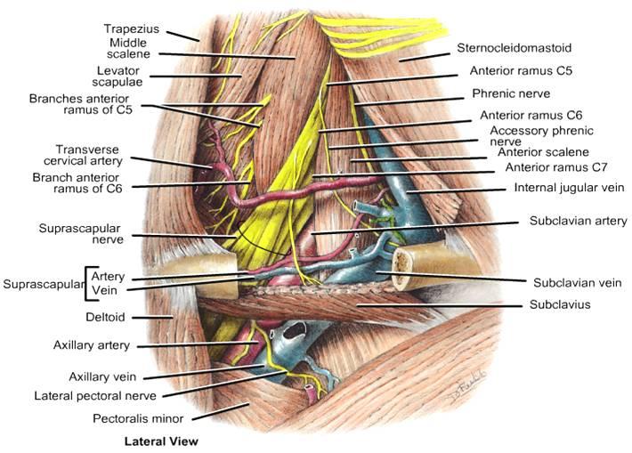 Dorsal Scapular nerve
