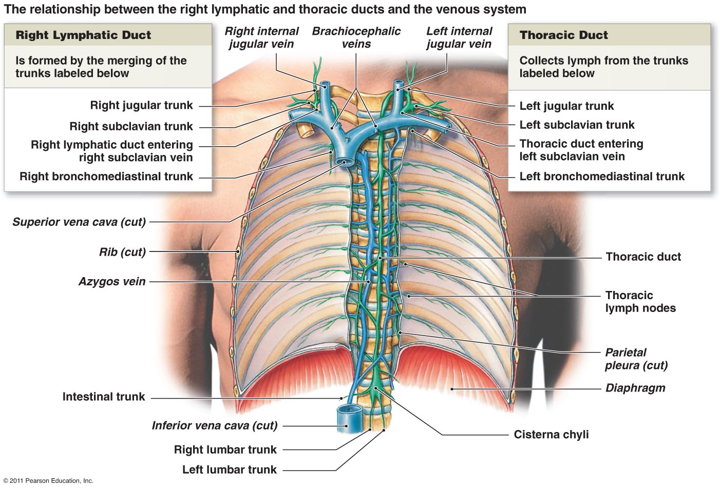 Thorax Lymphatics Thoracic Duct RANZCRPart1 Wiki Fandom   Latest