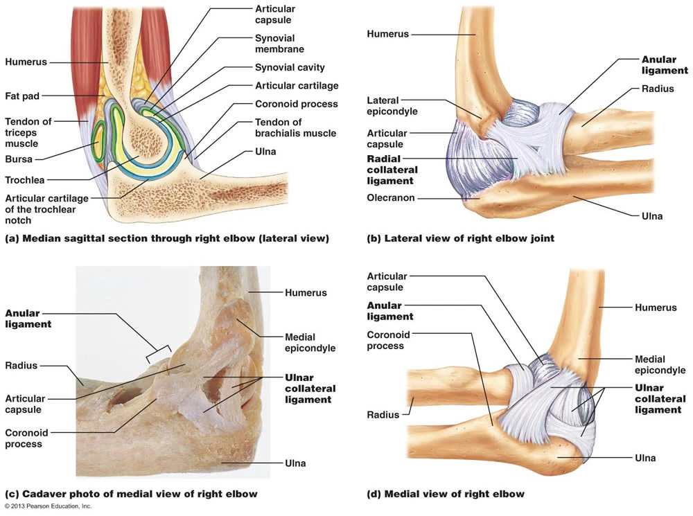 Elbow joint RANZCRPart1 Wiki Fandom