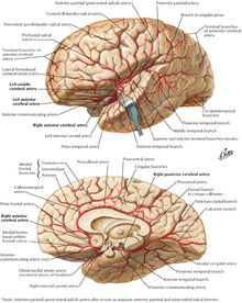 Arterial supply to brain:Posterior cerebral artery (PCA), segments ...