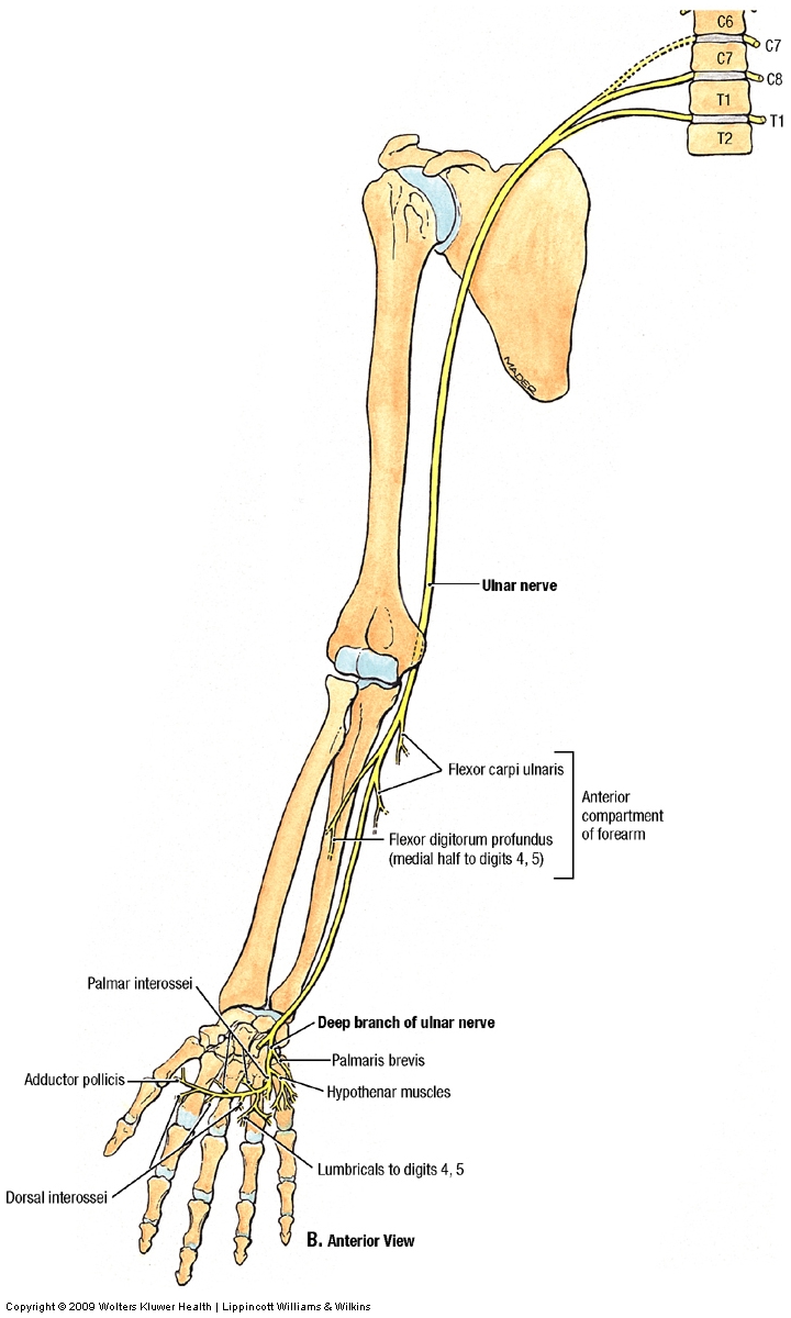 Anatomy Essays