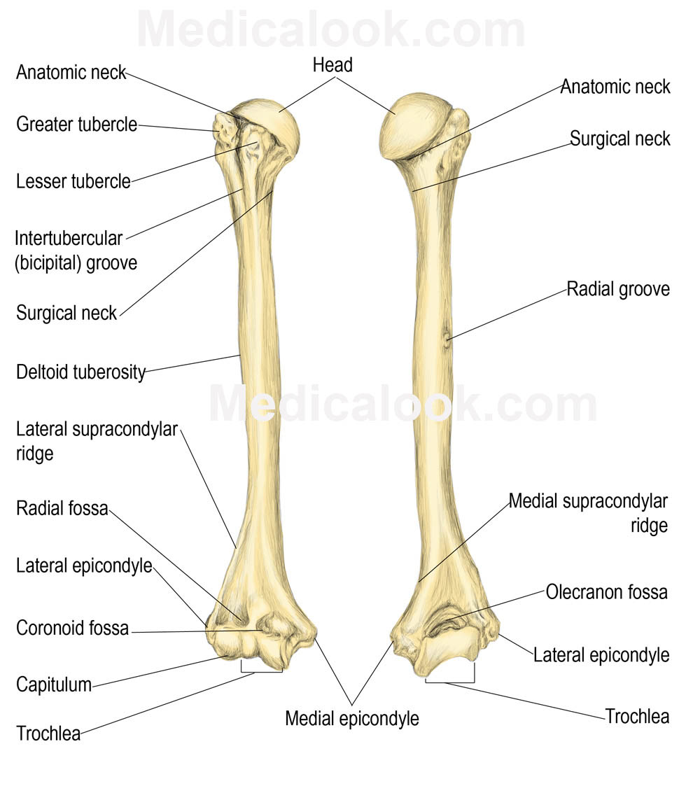 Image - Humerus large.jpg | RANZCRPart1 Wiki | FANDOM powered by Wikia