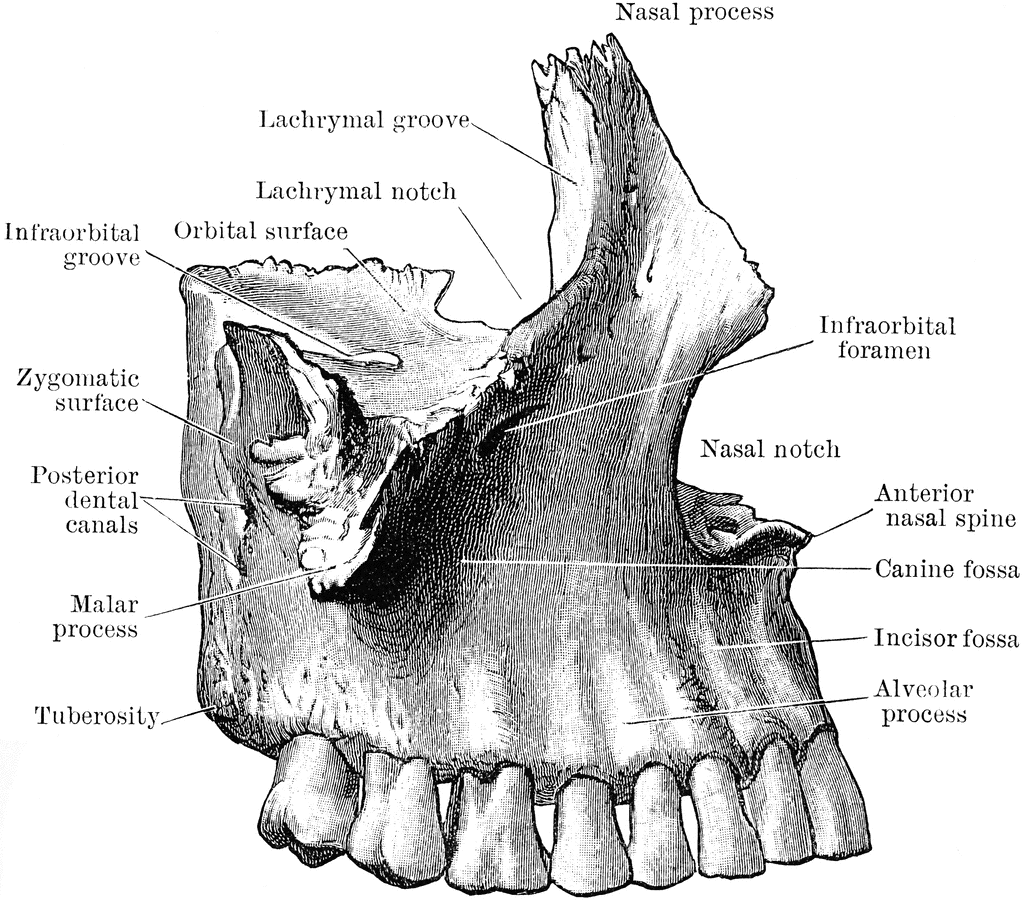 nasal cavity paranasal sinuses bones foramina canals maxilla