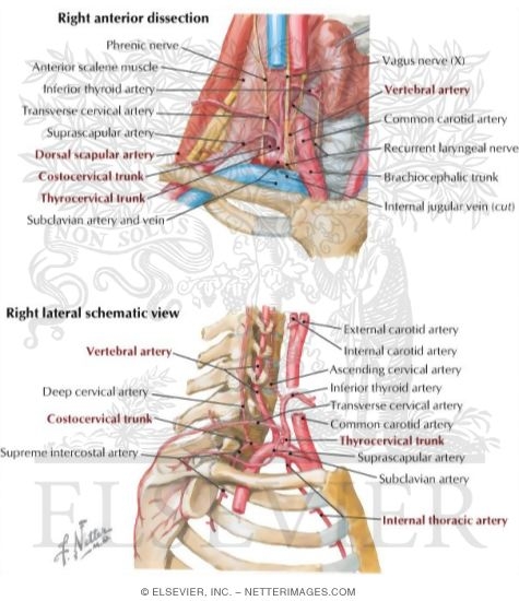Thorax:Arterial structure:Subclavian arteries ... vertebral vein diagram 