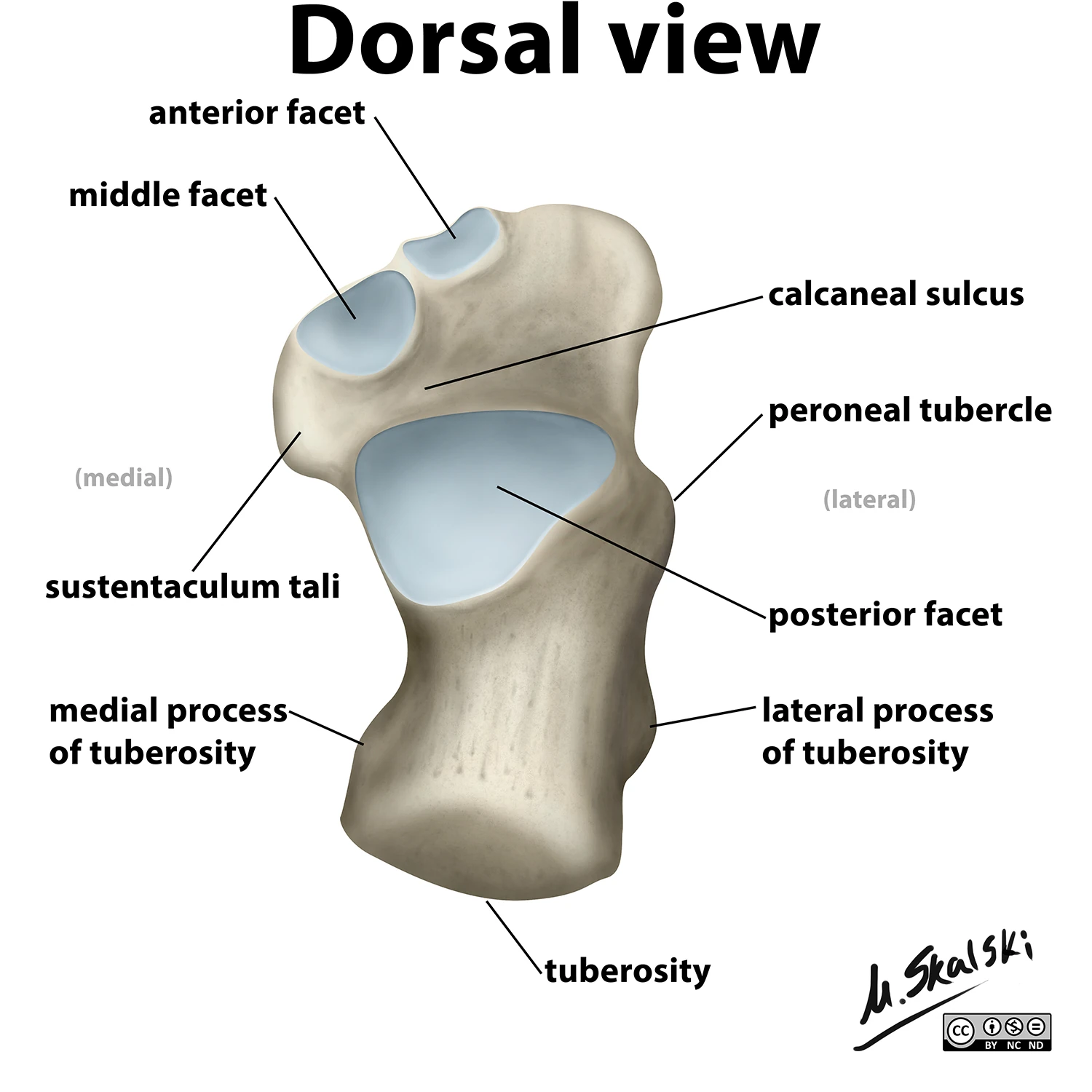 JointsJoints of the footSubtalar & talocalcaneonavicular joints