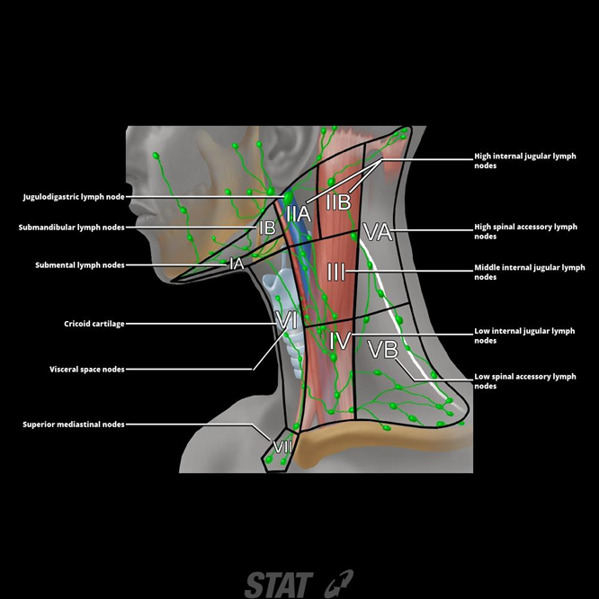 Neck lymph nodes:Levels I – VI | RANZCRPart1 Wiki | FANDOM powered by Wikia