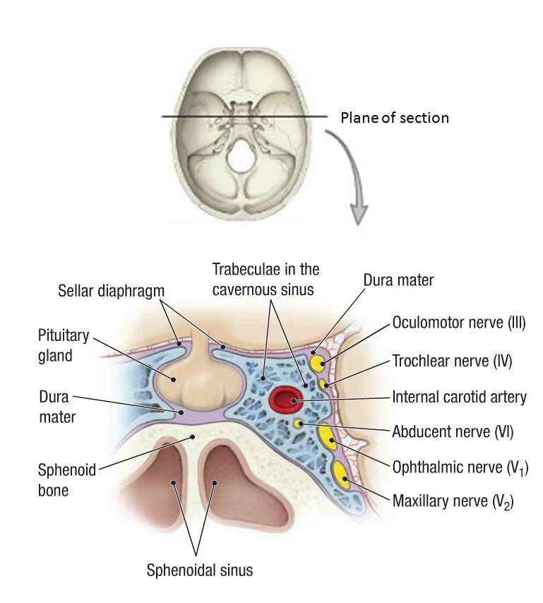 Pituitary & related structuresDiaphragma sellae RANZCRPart1 Wiki