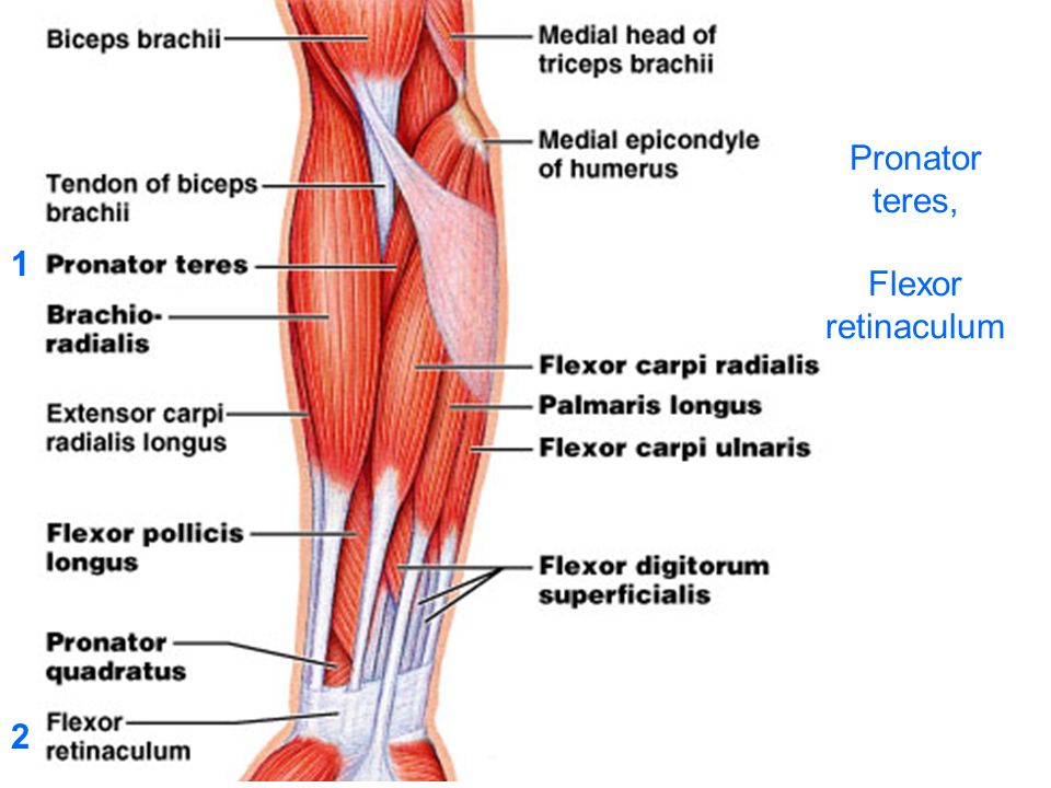 Pitcures Of The Tendons In Tbe Forearm : Palmaris longus absent in the other of the twins: right ... : An extensor tendon injury is a cut or tear to one of the extensor tendons.