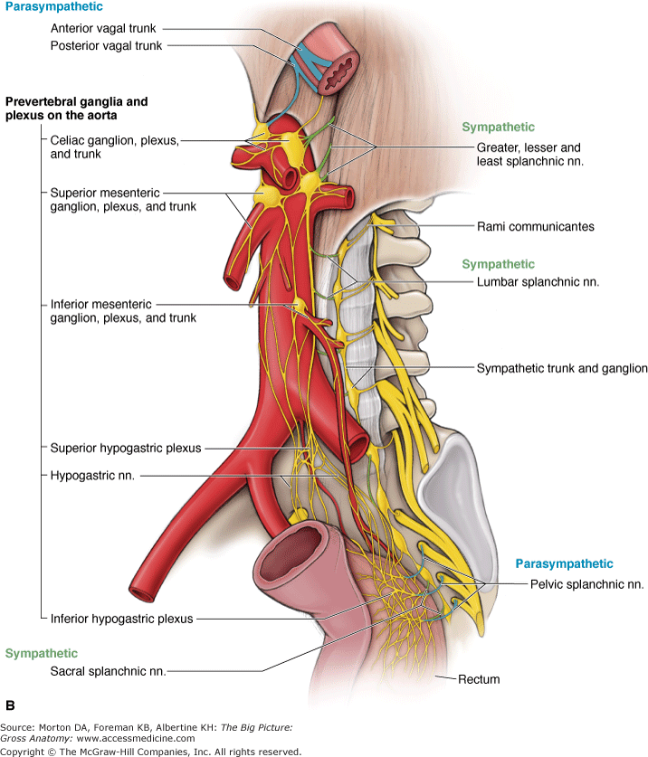 nerves pelvis sacral splanchnic nerves sympathetic ranzcrpart1 splanchnic
