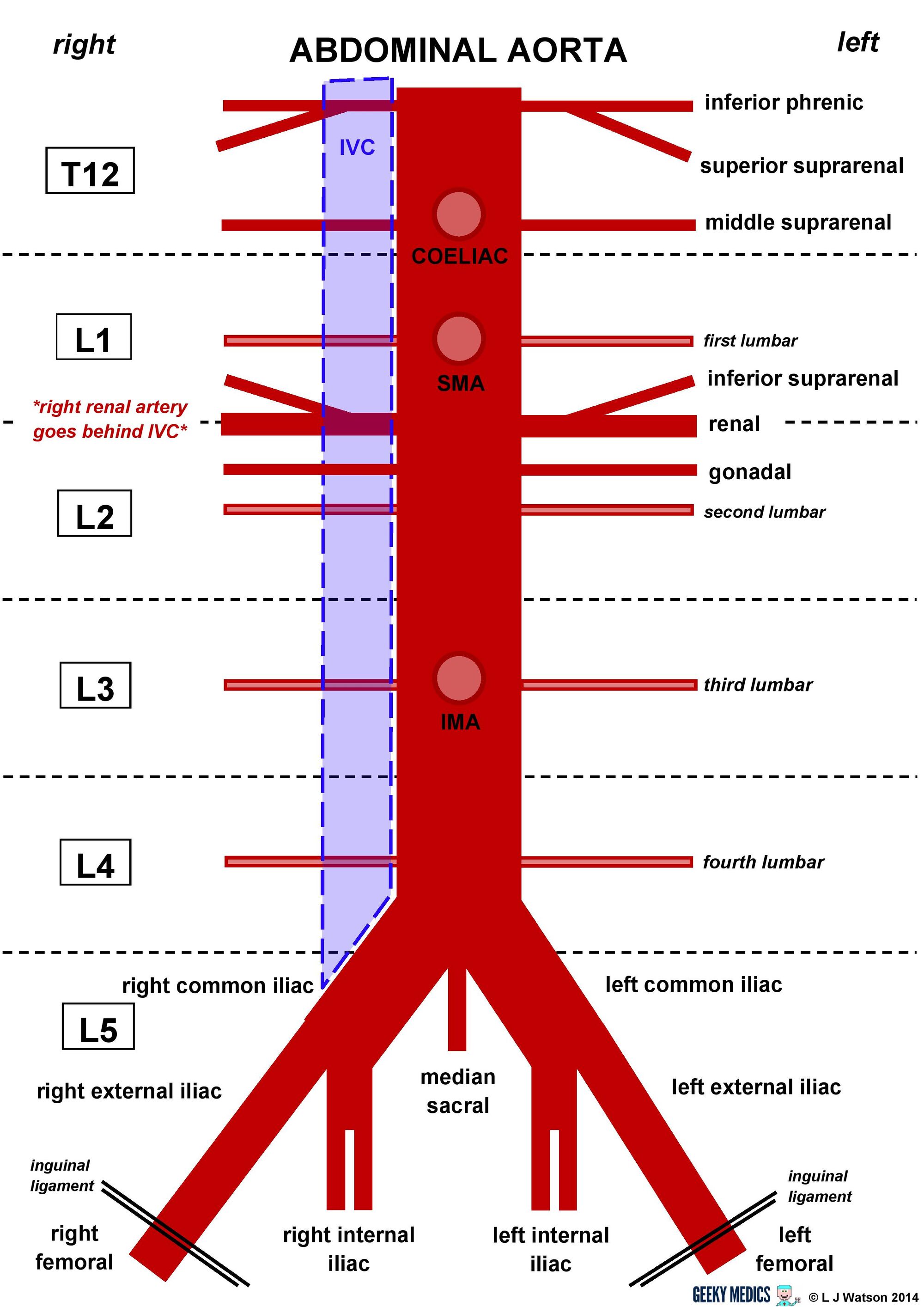 Abdomen arterial aorta ranzcrpart1 wiki fandom powered by wikia