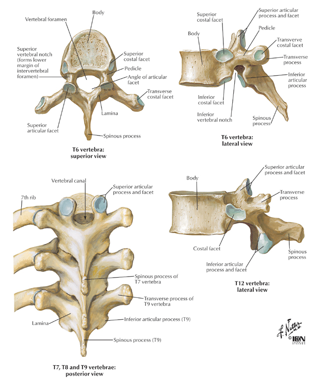 Back Bones Diagram - Pin by Holly Barnes on Rad | Spinal cord anatomy