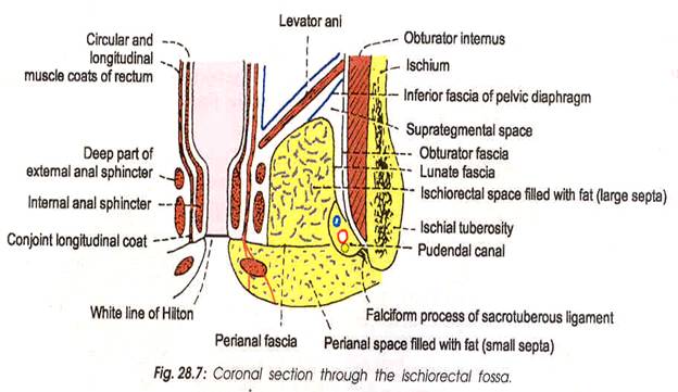 Gross Anatomy