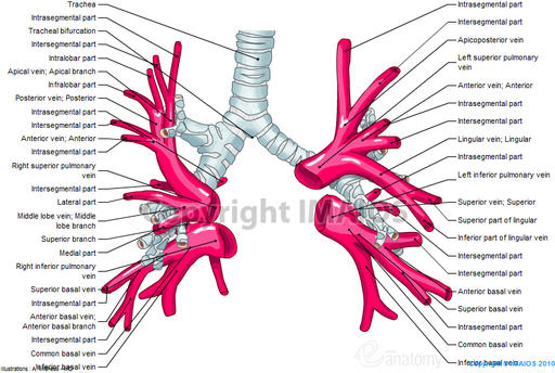 pulmonary veins