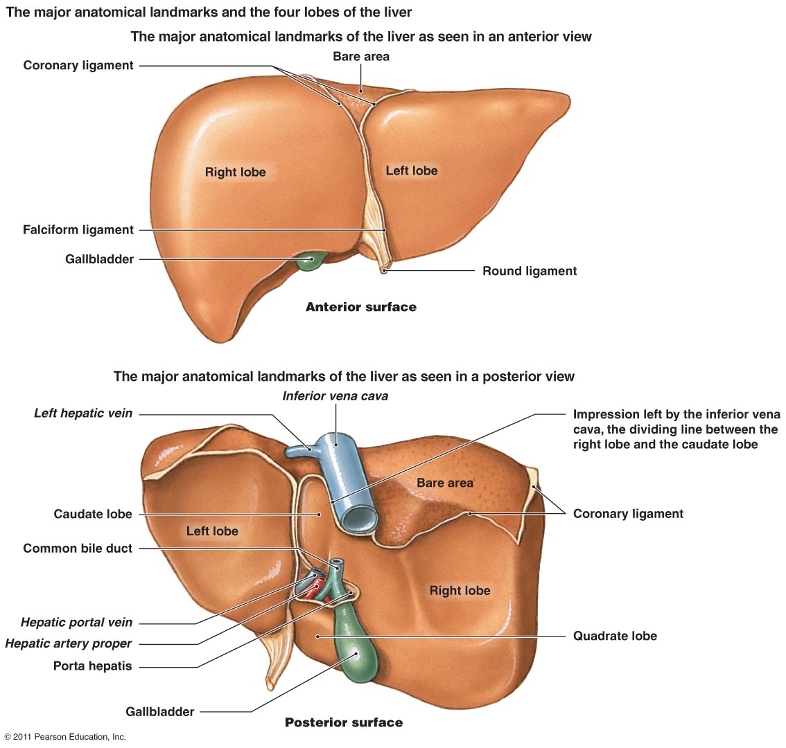 Abdomen:Solid viscus:Liver | RANZCRPart1 Wiki | FANDOM ...