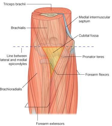 regions anterior cubital fossa boundaries ranzcrpart1 wiki cubital fossa