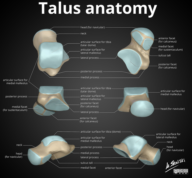 Bone Bones of the Foot Talus & calcaneus RANZCRPart1 Wiki FANDOM