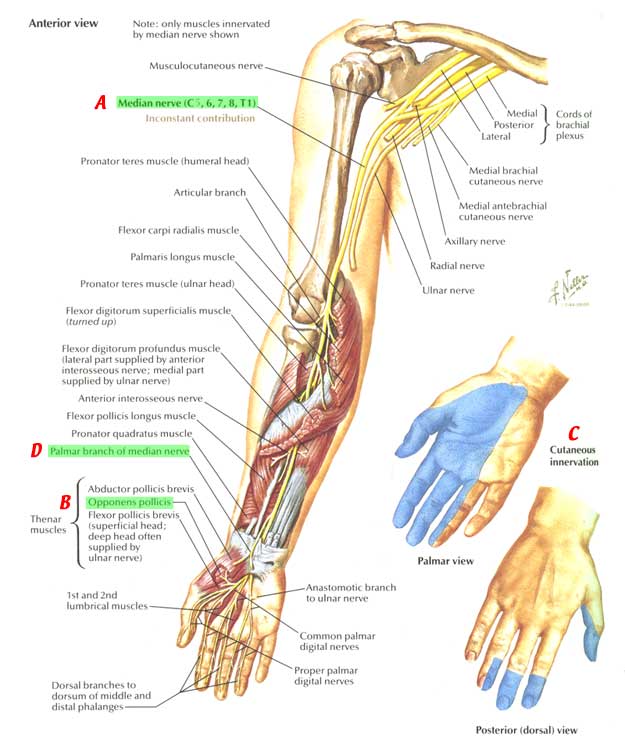 Nerves:Arm/Shoulder:Median nerve course, relations and ...