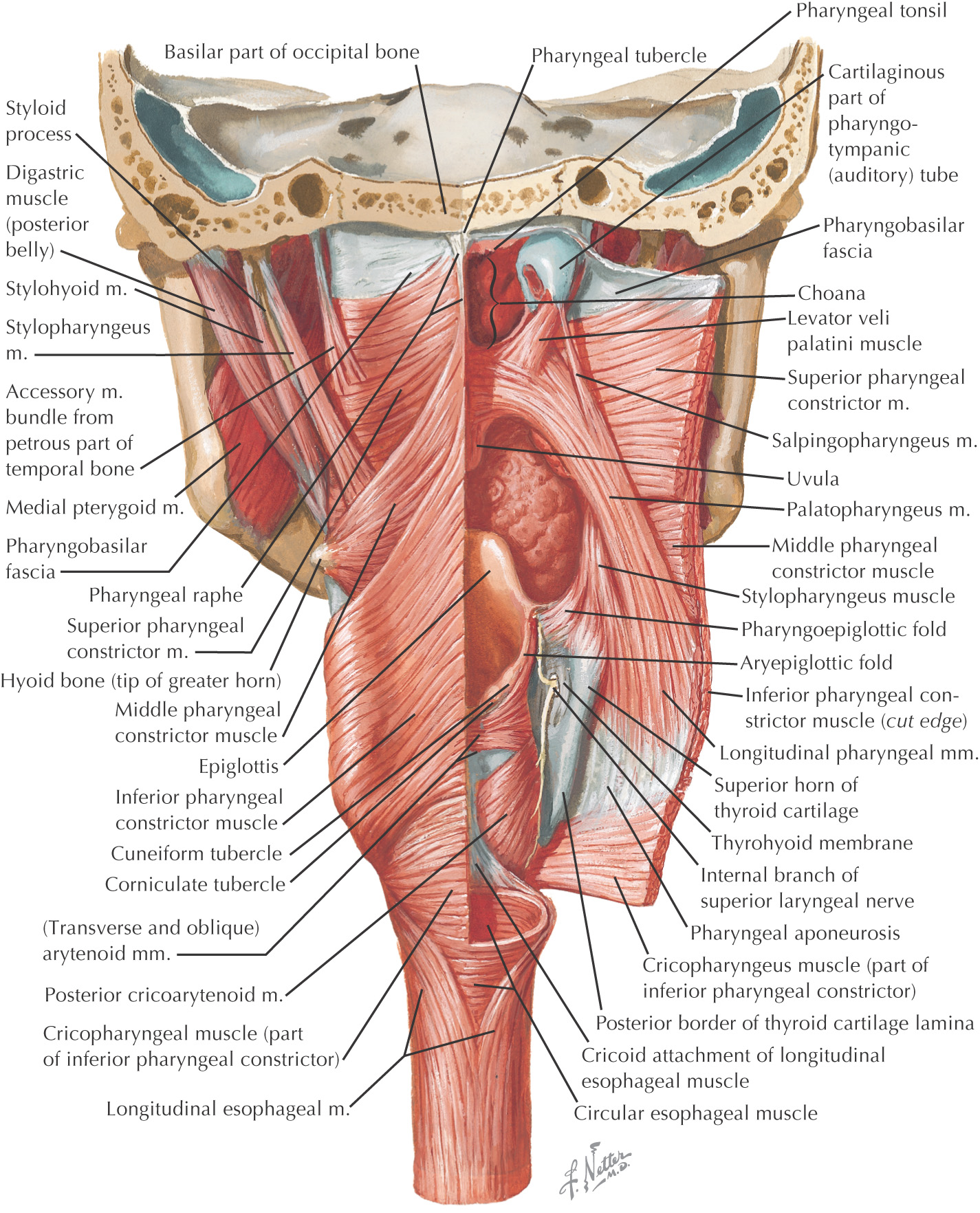 Pharyngeal muscles:Circular | RANZCRPart1 Wiki | FANDOM ... diagram of the lower esophageal sphincter 