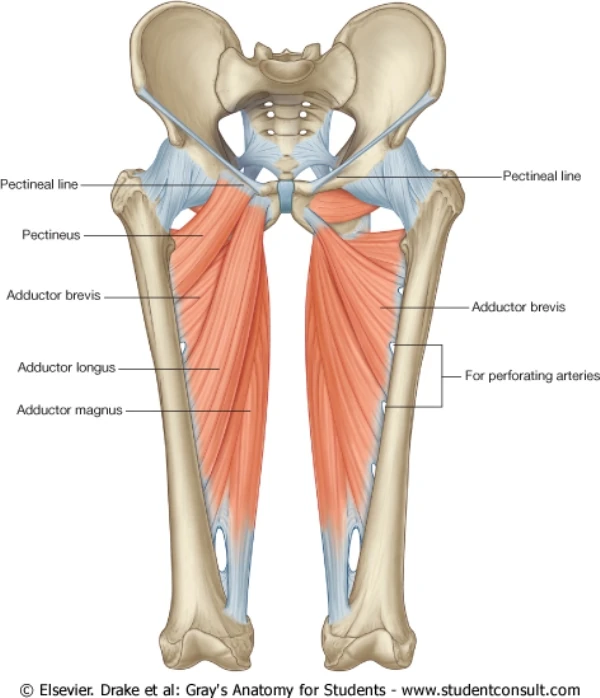 Muscles:Anterior compartment of the thigh:Pectineus | RANZCRPart1 Wiki