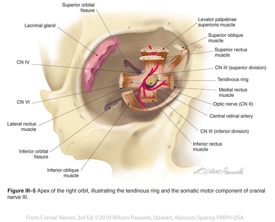 Common Ring Tendon In Orbit Common Ring Tendon In Orbit