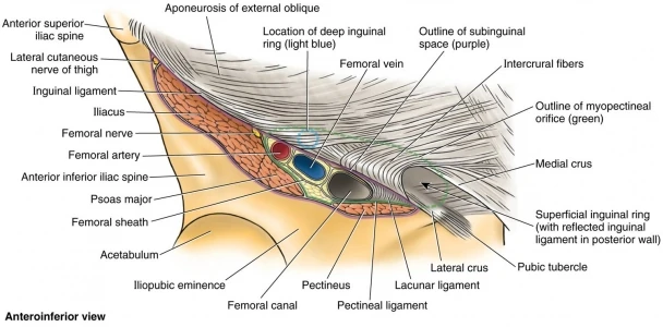 Ligaments:Hip:Inguinal ligament | RANZCRPart1 Wiki | Fandom