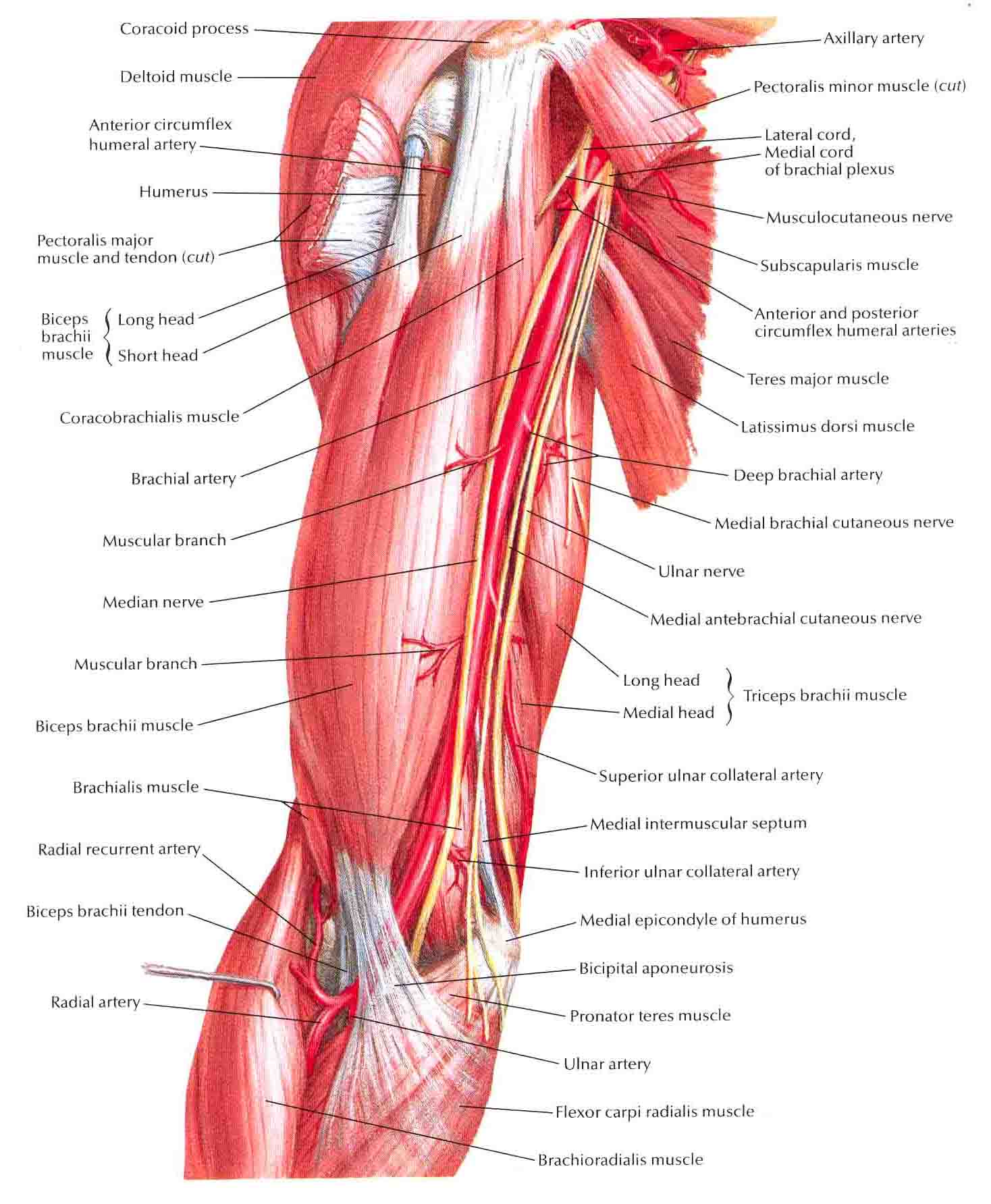 Visual Guide: Effortlessly Identify Pectoral & Brachial Muscles - 3rinc6k