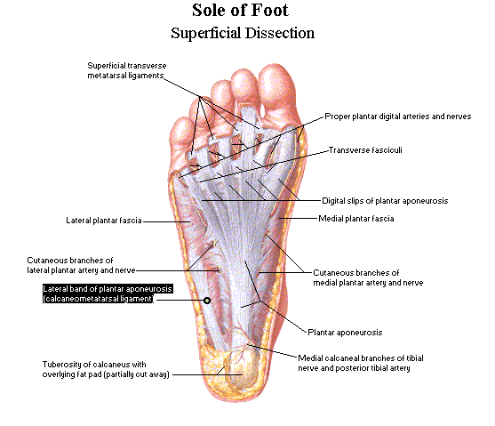 muscles deep fascia plantar aponeurosis ranzcrpart1 wiki fandom