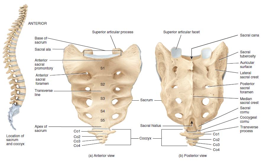 Spine & Back:Bones:Sacrum | RANZCRPart1 Wiki | FANDOM powered by Wikia