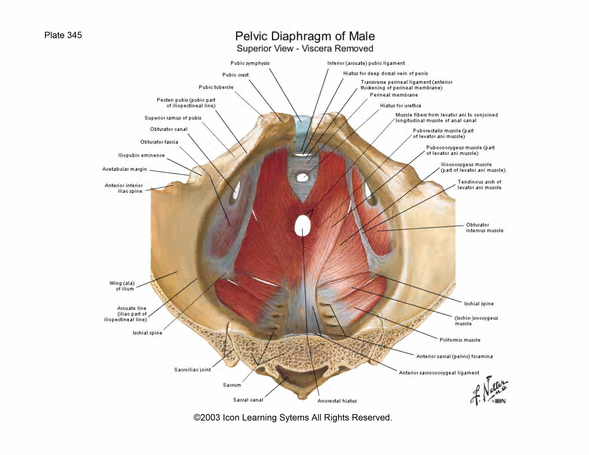 Muscle Pelvis Levator Ani And Coccygeus Pelvic Floor