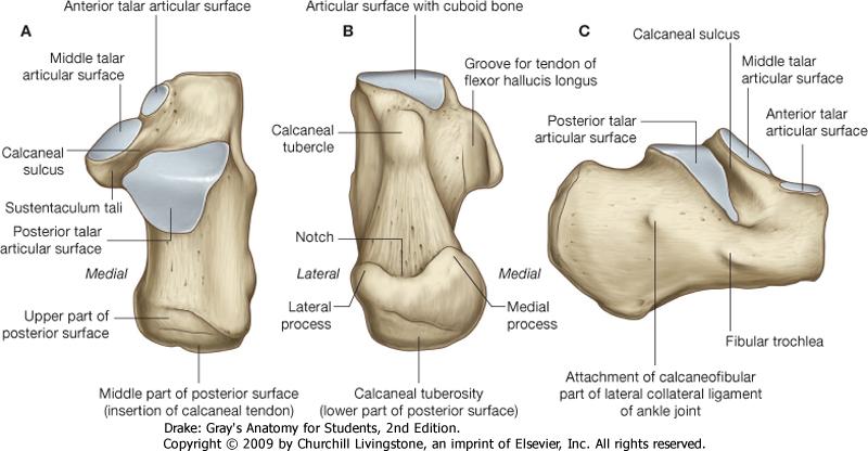 Talus Anatomy