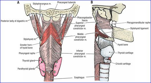 superior constrictor muscle attachment superior constrictor muscle attachment