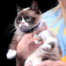 Grumpy Cat Rap Battle Central Wiki Fandom