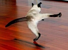 TapDancingCatOnRaptureTonite