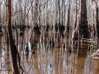 Swamp