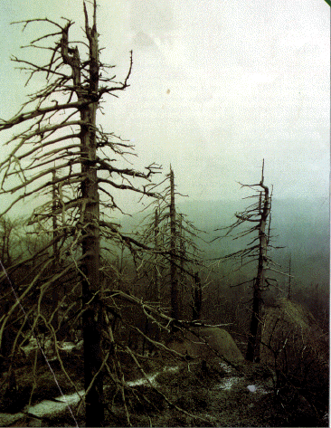Acid R 372 Acid Rain
