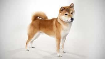 Shiba Razasdeperros Wiki Fandom